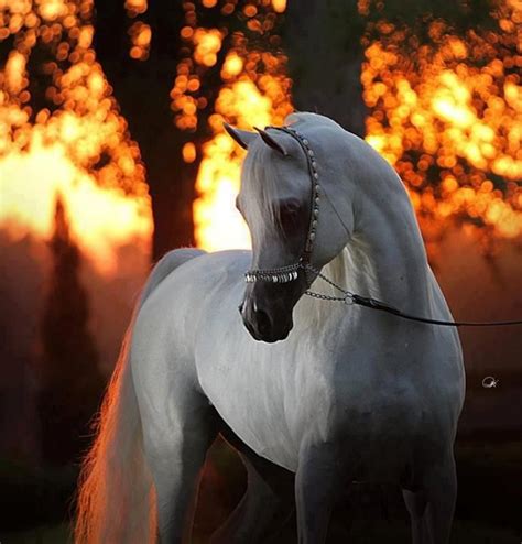 Arabian With Sunset Horses Beautiful Arabian Horses Horse Breeds