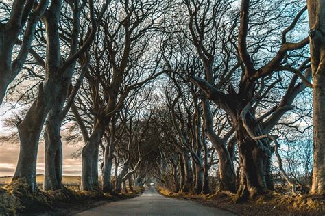 Tips For Visiting The Dark Hedges In Northern Ireland Dark Hedges