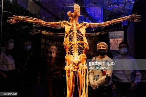 Plastinated Human Body Photos And Premium High Res Pictures Getty Images