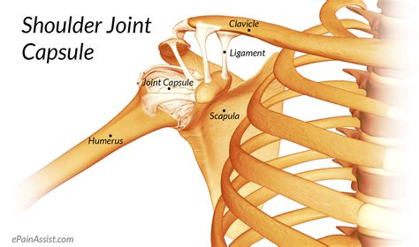 Which are fused to all sides of the capsule except diagram of the human shoulder joint, front view. Shoulder Joint Anatomy|Skeletal System|Cartilages ...