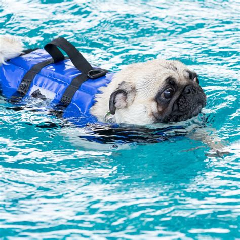 Can Pugs Swim Keep Your Pug Safe In The Pool Kooky Pugs