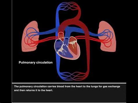 For example, it is the only organ with two circulations: Pulmonary and systemic circulation 2017 HD - YouTube