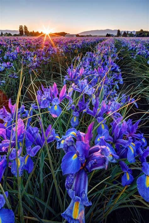 Jazzy flowers, flowers, slideshow, flower slideshow, slideshow flowers, flowingimages, flora, flora of washington state, flowers of washington state, tulip, tulips, slideshow with music, music, dancing flowers, iris, purple iris, evening glow of flowers, washington state, photography, canon ef. 33 best images about Beautiful Iris on Pinterest | Gardens ...