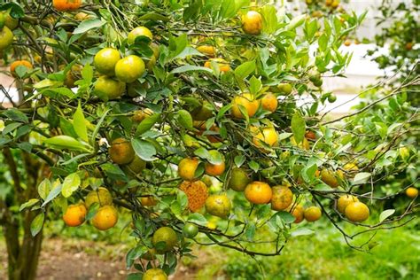Laranjas Na árvore Prontas Para Colheitas Laranja De Umbigo Citrus