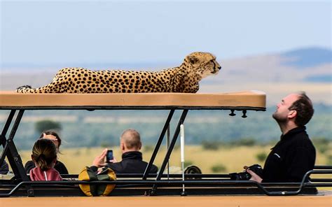 The Top 10 Safari Outfitters African Safari Tour Tanzania Safari Safari