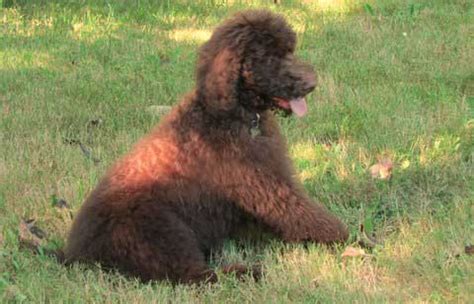 The poodle is undoubtedly one of the most popular dogs when it comes to trying out different haircuts and. Giant Standard Poodle Bodhi