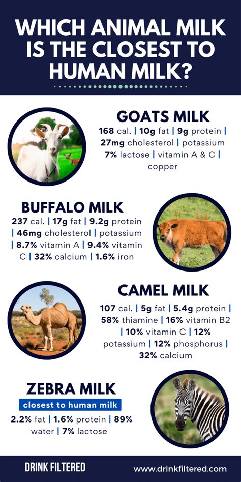 Best Healthy Animal Milk Infographic Portal