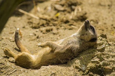 Meerkat Resting Stock Photo Image Of Animal Sunbathing 43062398