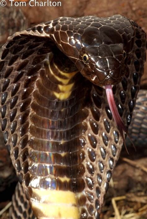 Amazing Animals Pictures The Mystical Indian Cobra Or Spectacled Cobra