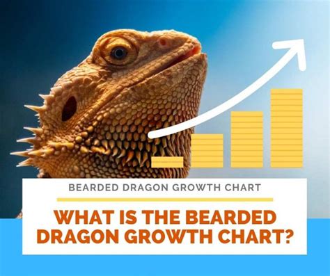 Bearded Dragon Growth Chart Are They Really Growing