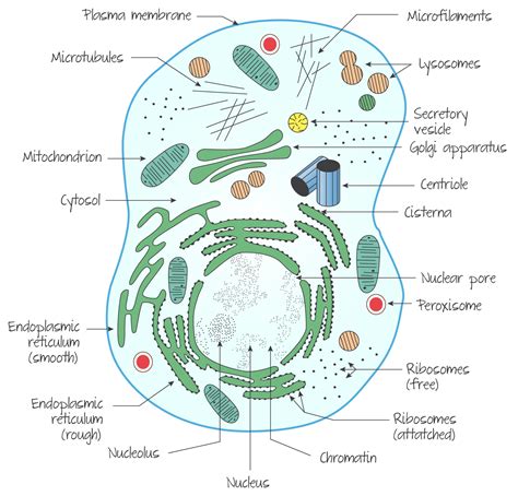 Ultrastructure Of A Eukaryotic Cell An Animal Cell Animal Cell