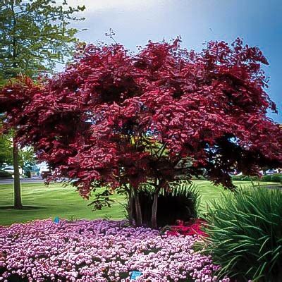 We did not find results for: Emperor Japanese Maple For Sale Online | The Tree Center