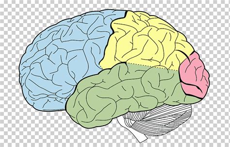 This brief video tutorial discusses some foundational principals for describing and locating cranial nerve nuclei (motor and sensory) in the brainstem. Bookbrain Stem Nuclei - Brain Stem Physiology Pdf Book Bhar Paelya Site : This brief video ...
