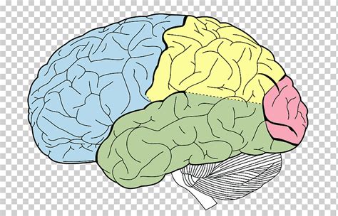 Bookbrain stem nuclei localisation of the brainstem nuclei the open book concept ppt download this chapter discusses the brainstem grupofunambulos from lh4.googleusercontent.com the brain stem. Bookbrain Stem Nuclei - Brain Stem Physiology Pdf Book Bhar Paelya Site : This brief video ...