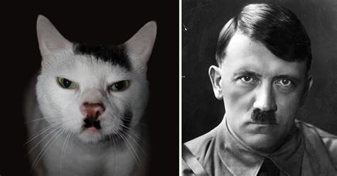 20 Cats That Look Like Other Things Bored Panda
