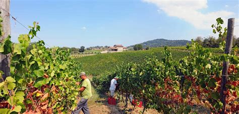 Buchen sie jetzt in nur wenigen klicks bei planetofhotels.com. Weingut Prime Alture - Casteggio - Lombardei - Italien ...