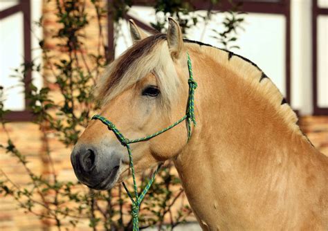 6 Interesting Facts About The Fjord Horse