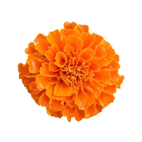 I went to the retreat for clarity and to reconnect with myself, hana says. What Each Birth Month Flower Means—And How To Arrange Them ...