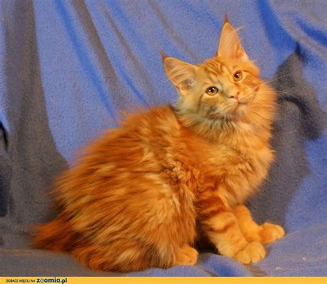 Cudowne rude kocięta Maine Coon bardzo duże « Maine Coon ...