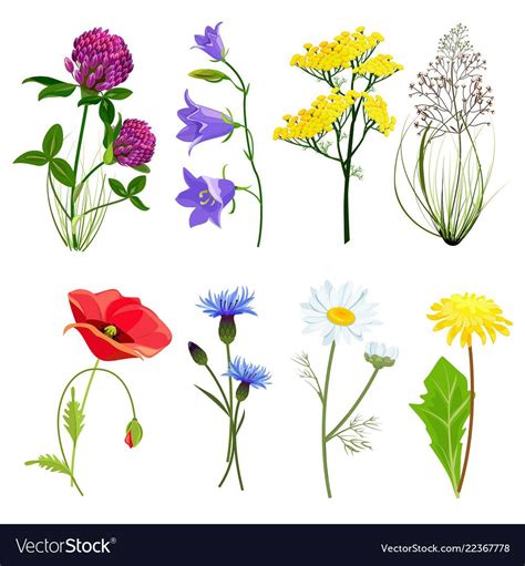 Various Types Of Wildflowers On A White Background Stock Photo And