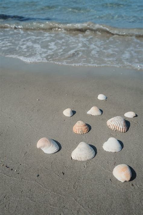 Seashells On The Beach · Free Stock Photo