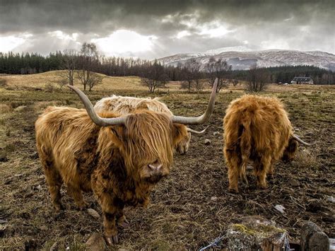 Pin En Highland Cows
