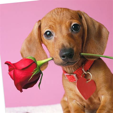 A Little Wiener Dog Naughty Funny Valentines Day Card Greeting Cards