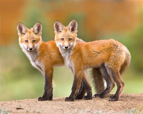 Fox Twins Photograph By Mike Robinson Pixels