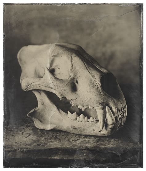 Lion Skull Messums London