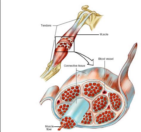 Secara umum, jaringan ikat dibagi menjadi 3 jenis adapun salah satu contoh jaringan ikat longgar adalah mesenterium, yaitu selaput pembungkus organ dalam perut. Artikel Kontraksi Otot Rangka | Makalah Terbaru