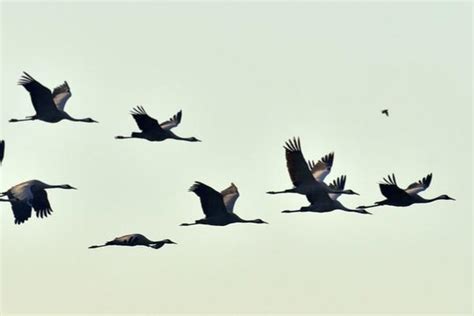 Why Birds Migrate And Where Theyre Going Varment Guard Wildlife Services