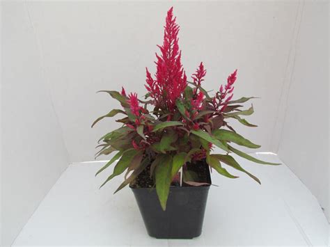 The dragon's breath is a brewing item that is used solely to make lingering potions. Celosia Dragon's Breath
