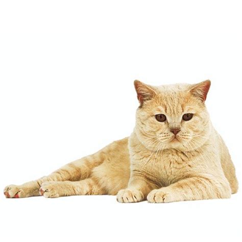 We are proud to present quality brands and products, along with value added services. Brits Korthaar - Karakter van de Brits Korthaar | Royal Canin