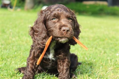 Der junge wachtelhund hat keine probleme eine übernachtfährte auszuarbeiten. Wachtelhundvermittlung - Verein für Deutsche Wachtelhunde ...