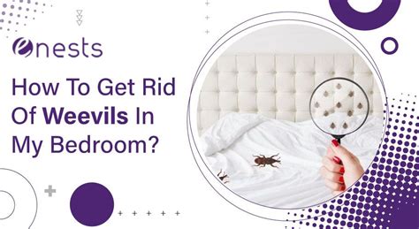 How To Get Rid Of Weevils In My Bedroom