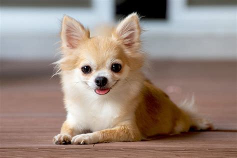 Chihuahua Information And Characteristics Daily Paws