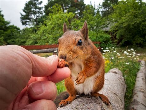 Cute Squirrel Taking Hazelnut From Hand Stock Image Image Of Wood