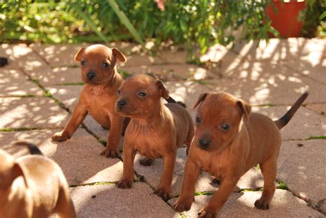 Tutti i cuccioli di cane trattati da cani e cuccioli, vengono consegnati con le stesse garanzie e con le stesse sicurezze. Cuccioli di pinscher da allevatori Italiani
