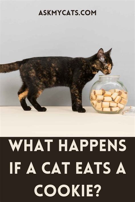 Can Cats Eat Cookies Are They Safe For Your Cat