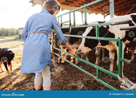 Kid Girl Feeding Calf On Cow Farm Countryside Rural Living Stock