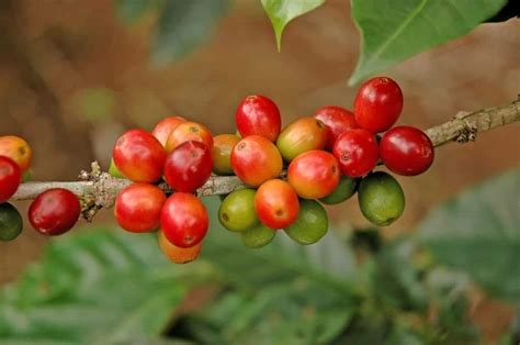 What Is A Coffee Cherry The Fruit That Gives Us Coffee