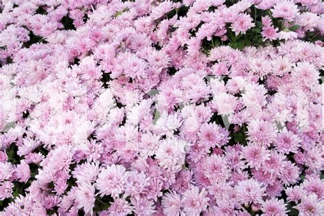 Light Pink Chrysanthemums 2 Wallpaper Buy Online Happywall