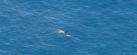 Ci chiamiamo la balena blu. California, la ''balena blu'' intrappolata in rete da ...