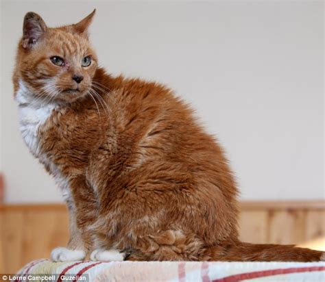 My 16 yo cat died year ago. The runt of the litter who became Britain's oldest cat ...