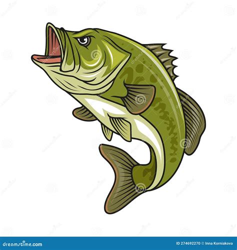 Bass Fish Vector Illustration Of Largemouth Perch Fish Isolated On