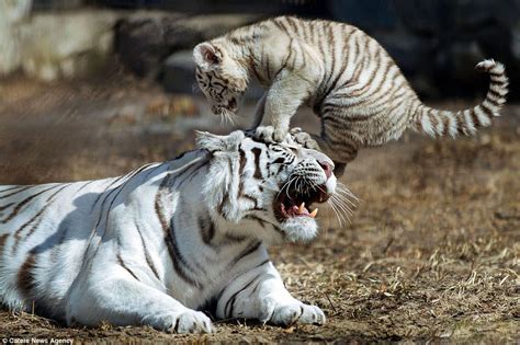 Tiger Cub Annoys His Mom In First Appearance