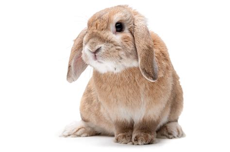 Le 6 Razze Di Coniglio Nano Più Belle Caratteristiche E Provenienza