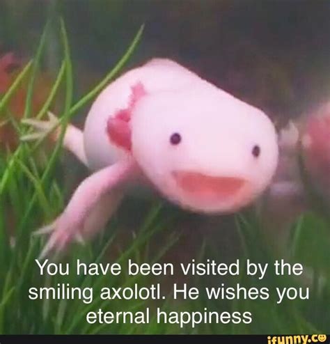 You Have Been Visited By The Smiling Axolotl He Wishes You Eternal
