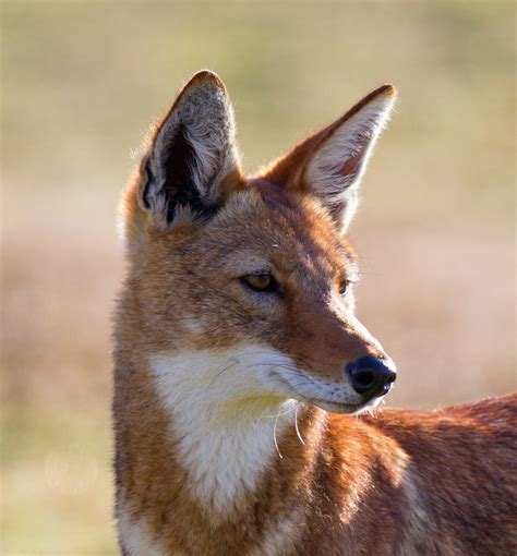Ethiopian Wolf Conservation Programlearn More