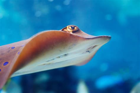9 Stingray Facts You Need To Know